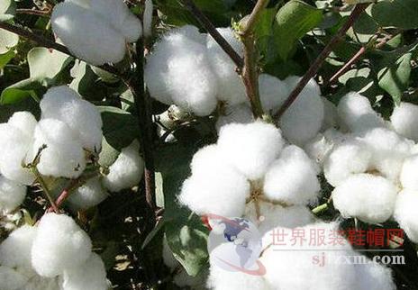 棉市进入僵持状 销售参差不齐0.jpg