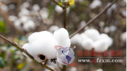 棉市进入僵持状 销售参差不齐1.jpg