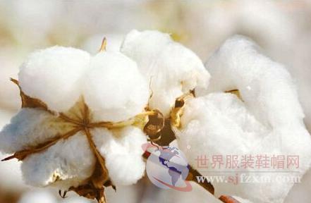 棉市进入僵持状 销售参差不齐2.jpg